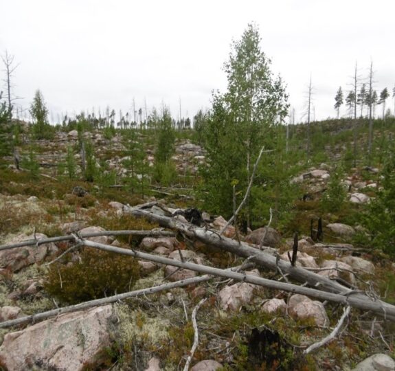 Workshop one: Nordomsjön (Darlana), area affected by fire 15 years earlier. Visited area to see development over time, only minimal lichen.