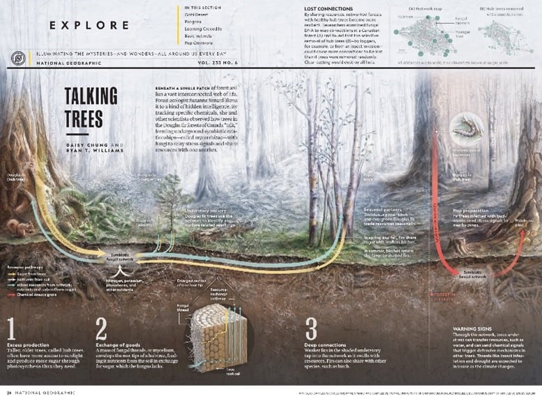 Image illustrating ways of showing the complexity of relationships between organisms in a forest environment on an illustrative level (Reference:, Chung and Williams, 2021).  Both images reproduced by The Mother Tree Project, 2021.